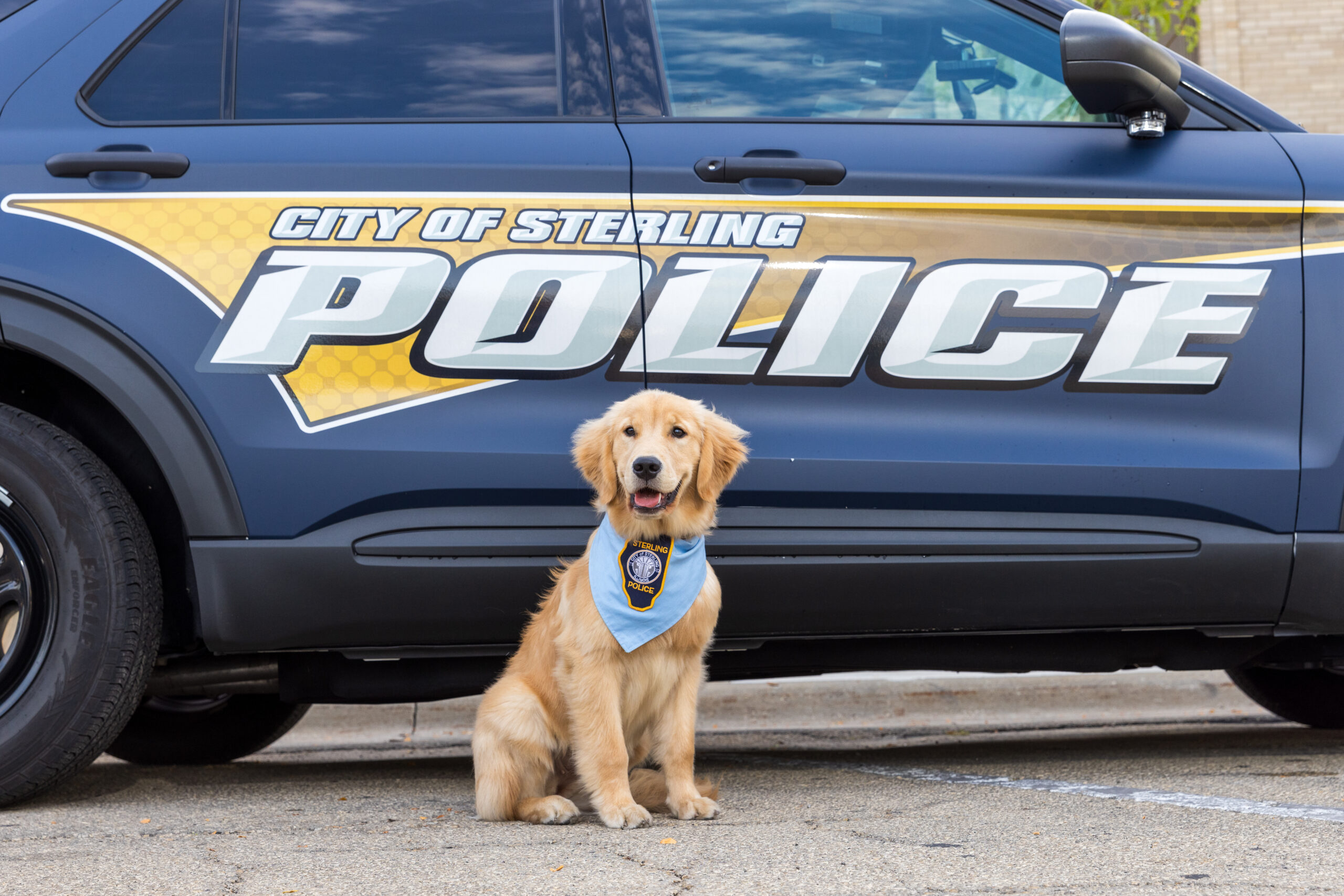 Millie the Comfort Dog